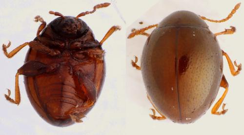 Mniophila muscorum